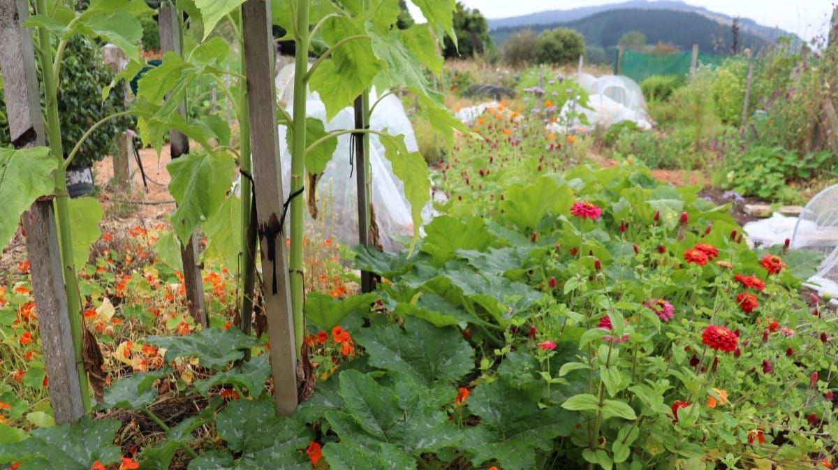 Simply Gardening #2 The Secret Life of Plants