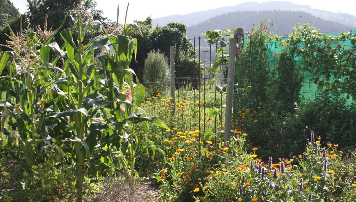 April in the veggie patch