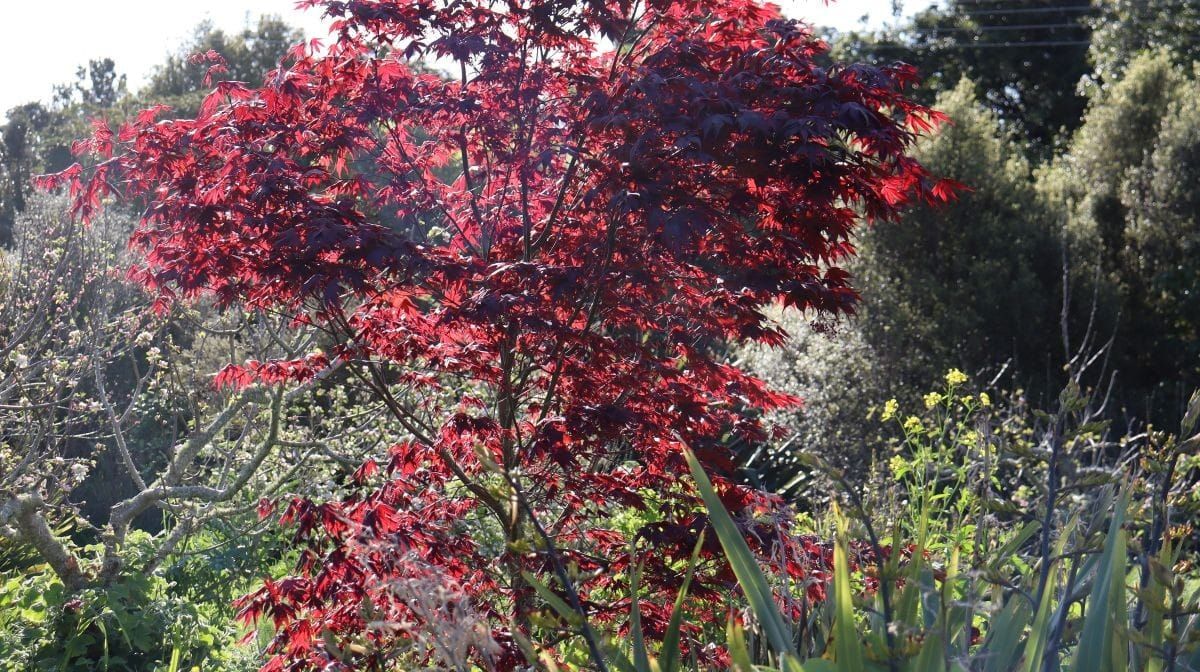 Your tree planting checklist