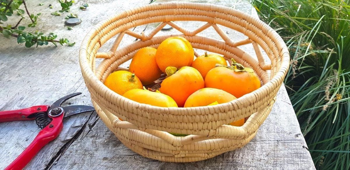 May Fruit Tree to do list