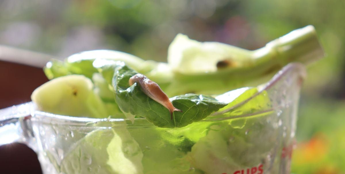 How to deal with slugs and snails