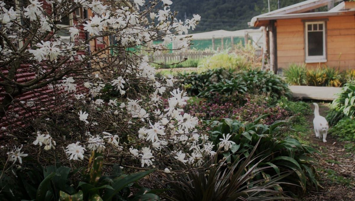 🌻June in the Veggie Patch, Fruit Tree Companions + Winter Wisdom🌻