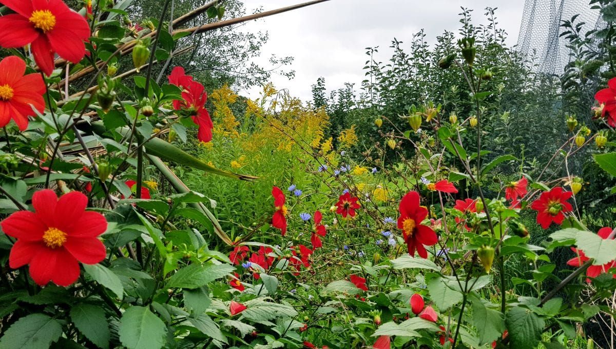 Essential support plants for fruit trees
