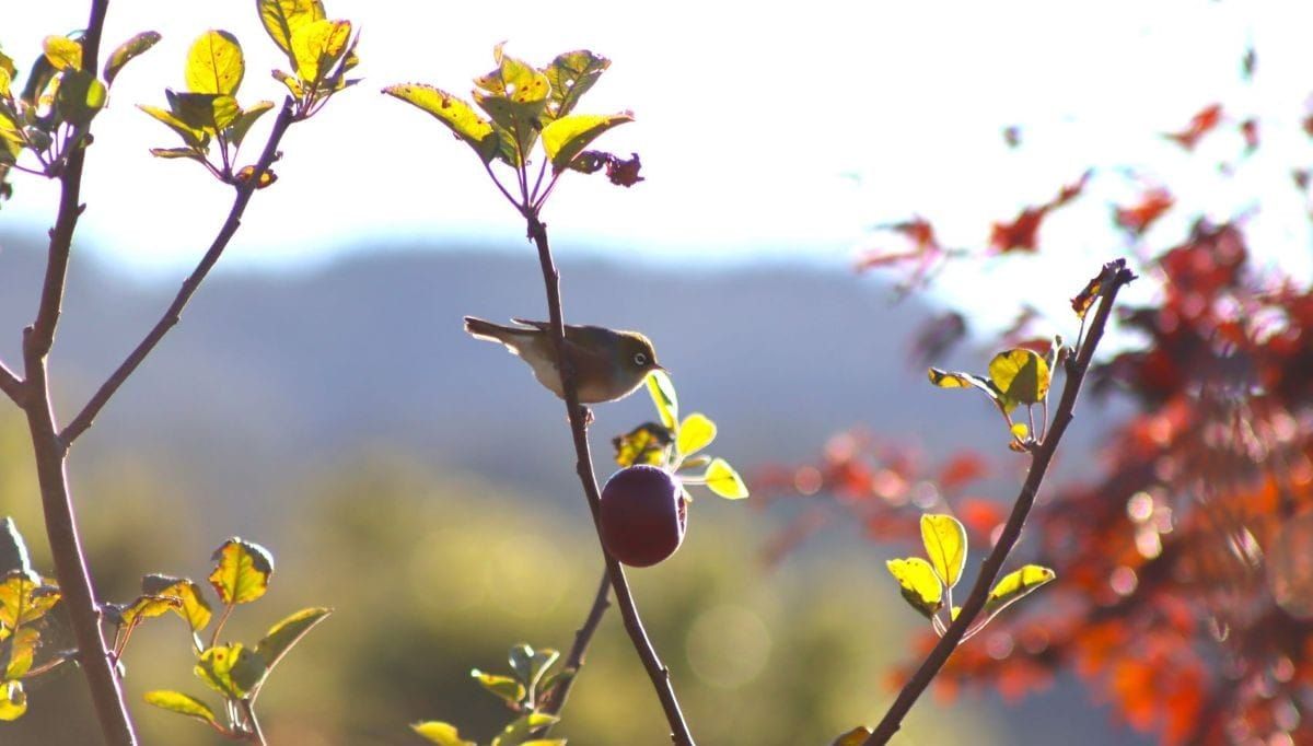 June fruit tree to do list