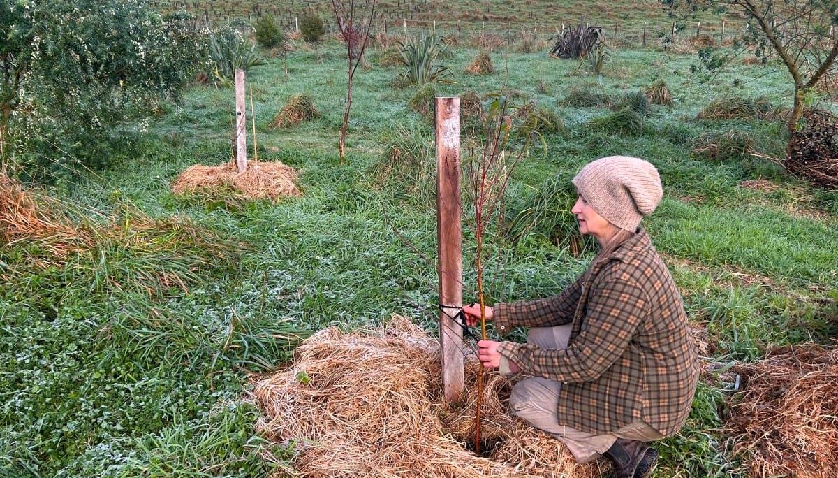 How to Plant + Prune Deciduous Fruit Trees