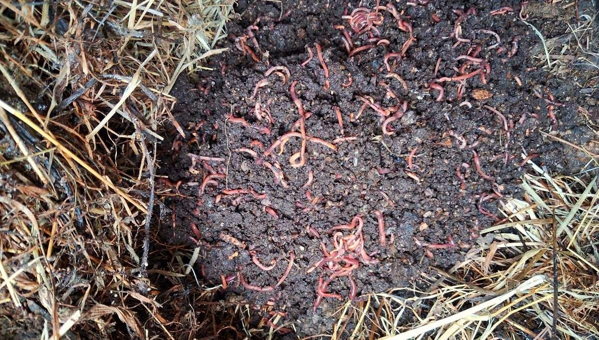 Worm farm FAQ's