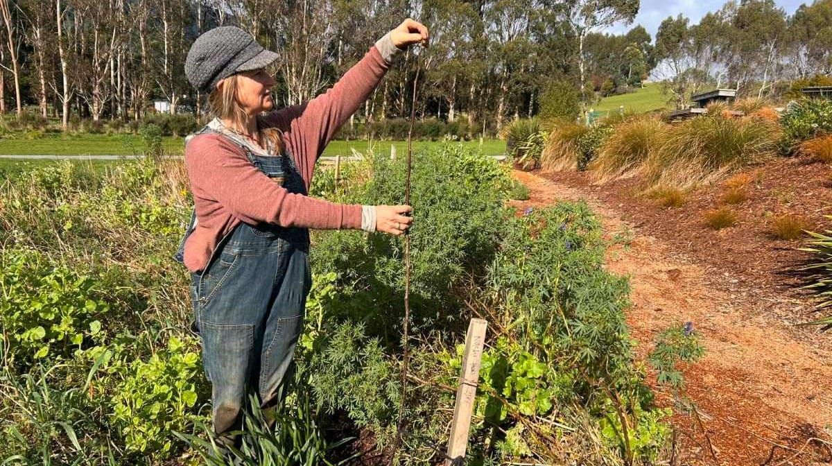 Pruning New Deciduous Fruit Trees: FAQ's