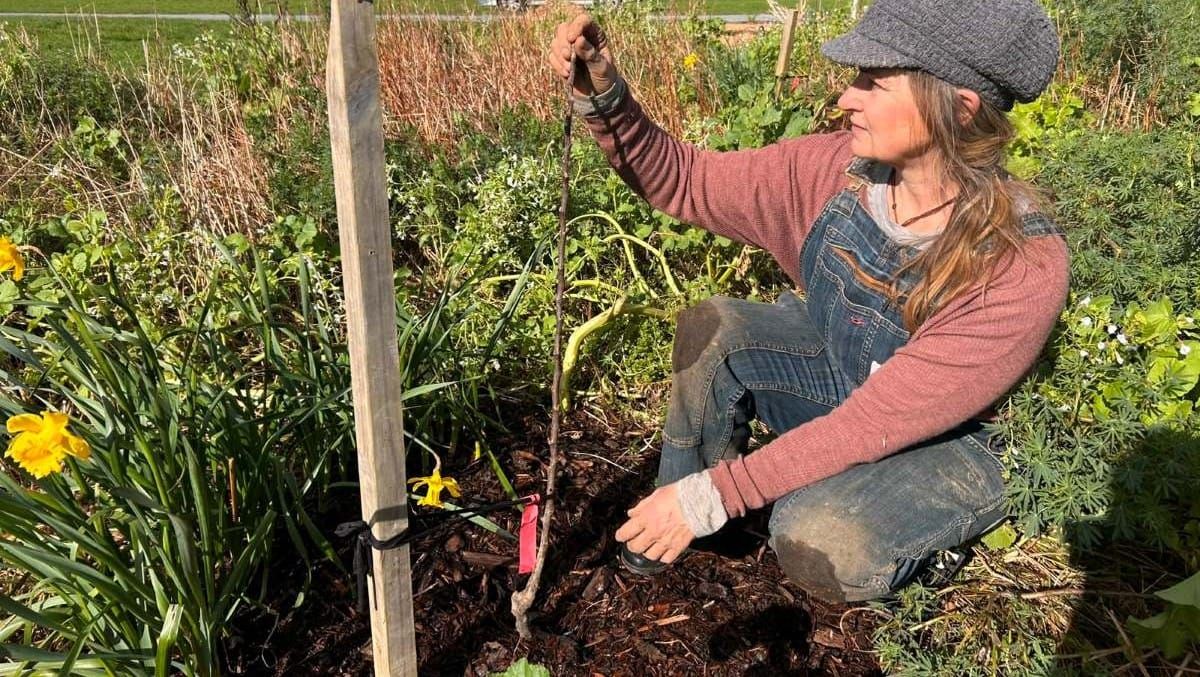How to Plant + Prune Deciduous Fruit Trees