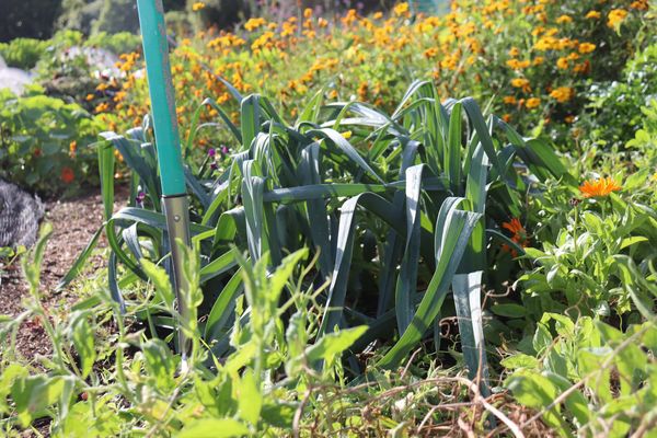 leave-a-fork-with-your-leeks-for-easy-harvest Easy gardening step by step Kath Irvine Edible Backyard