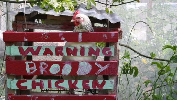 Be Kind to Your Broody Chooks