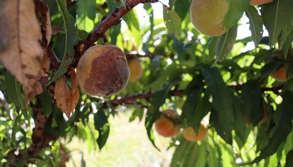 Preventing + Managing Fungal Disease