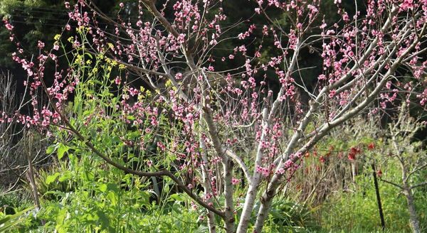 October Fruit Tree To-Do List