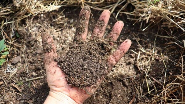 How To Revive Soil: 3 Simple Ways