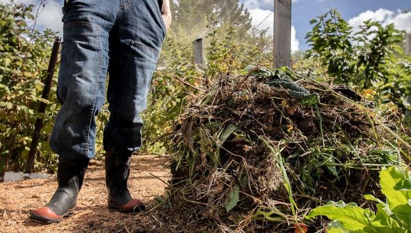 My 3 Fav Ways to Start a Vegie Patch
