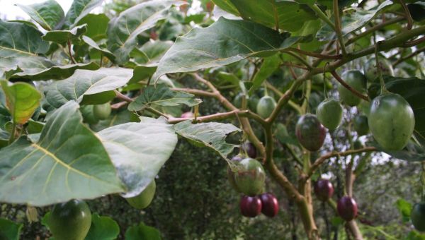 How to Prune Tamarillos