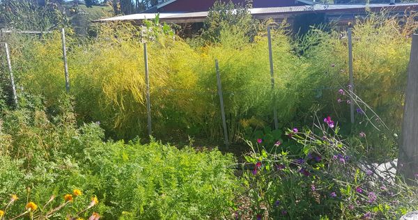 Asparagus gardening