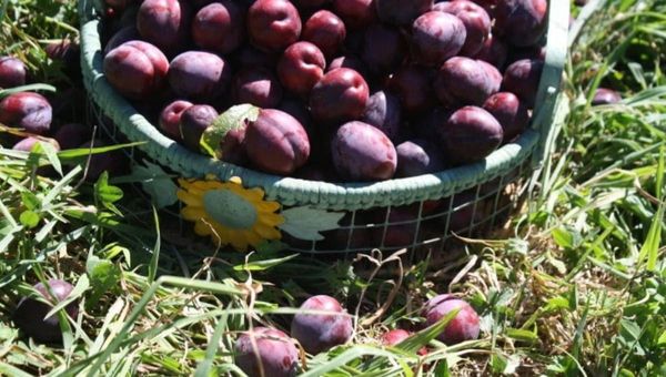 How to Pick and Store Plums