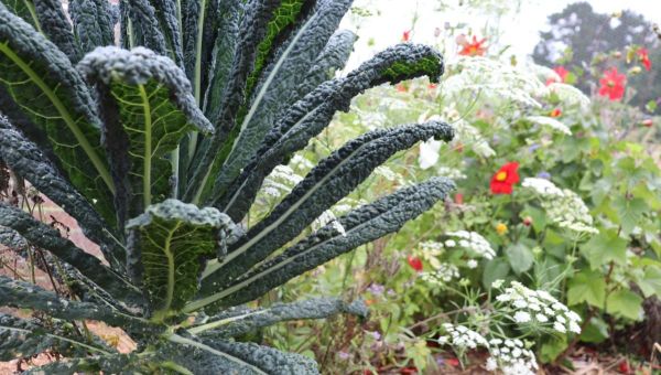 Year-round Leafy Greens