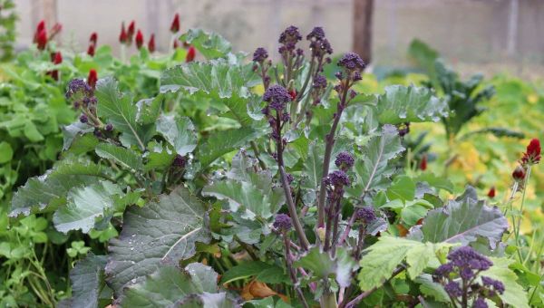 Easy peasy compost #1: Reduce your compost needs