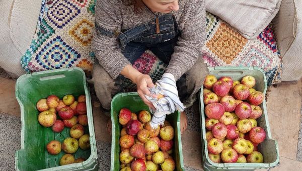 How To Store Apples