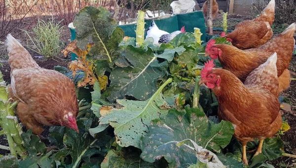 Winter Chook Care