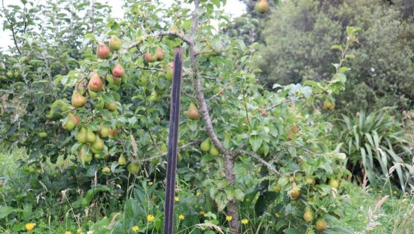 How to Space Your Fruit Trees