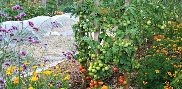 Growing tomatoes in the edible backyard