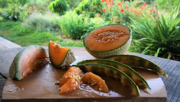 How to Prune Cucumbers + Melons