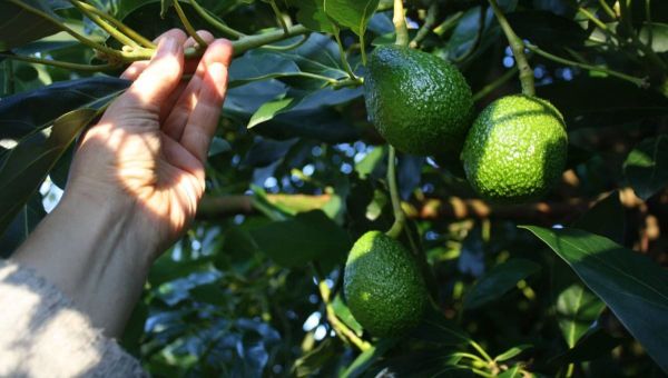 How To Prune An Avocado
