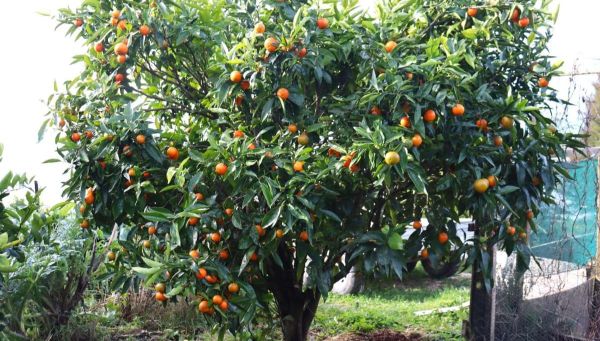 When + How to Feed Citrus