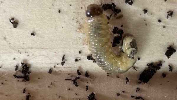 grass grub ediblebackyard nz