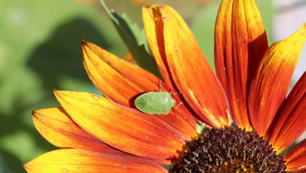Coping with Green Vegetable Bugs