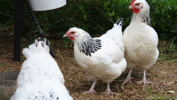 Natural Remedies for Worms in Chickens