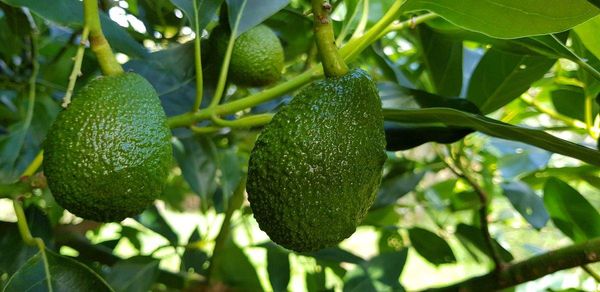 How To Grow Avocado