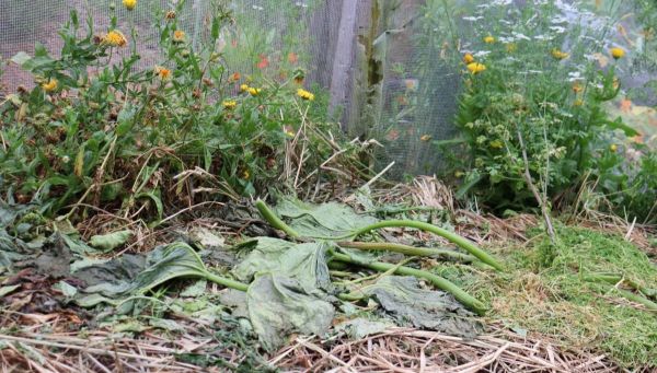 Can I Compost Diseased Plant Matter?