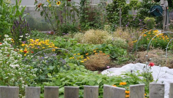 3 Ways To A Living Mulch