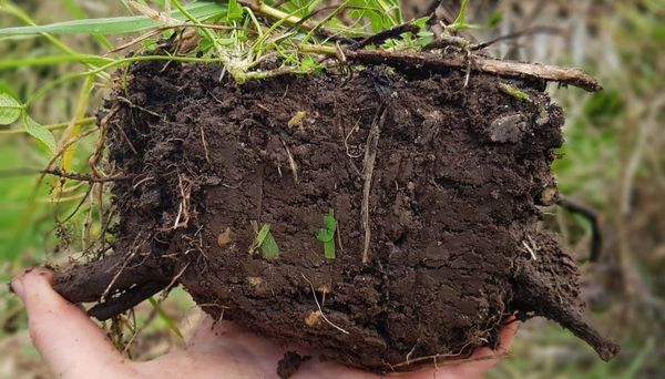An annual DIY Soil Test
