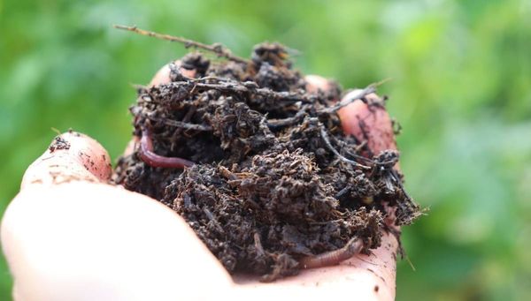 How to Use Manure