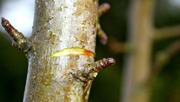 Notching: A Cool Pruning Trick