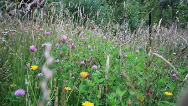 Don't Mow - Let It Grow!