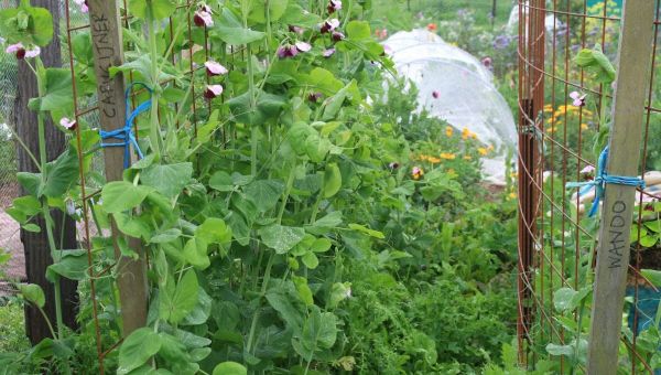 How to Grow Peas