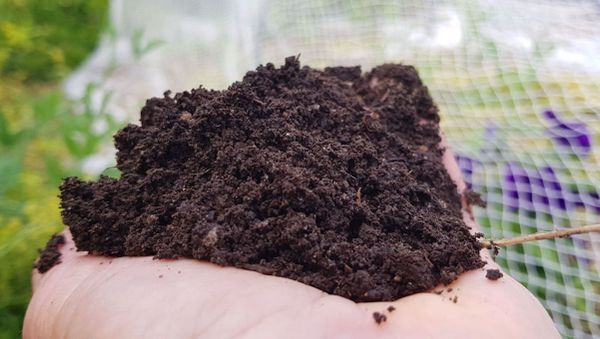 A Mini DIY Soil Test