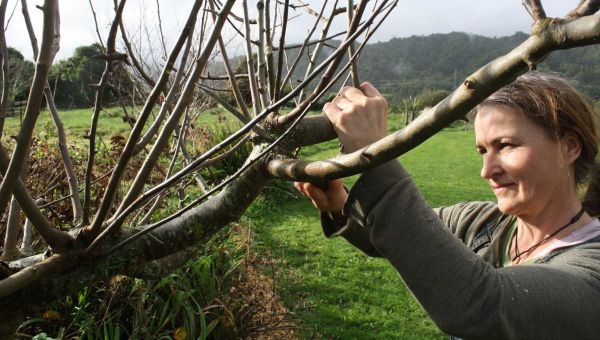 5 Golden Pruning Rules