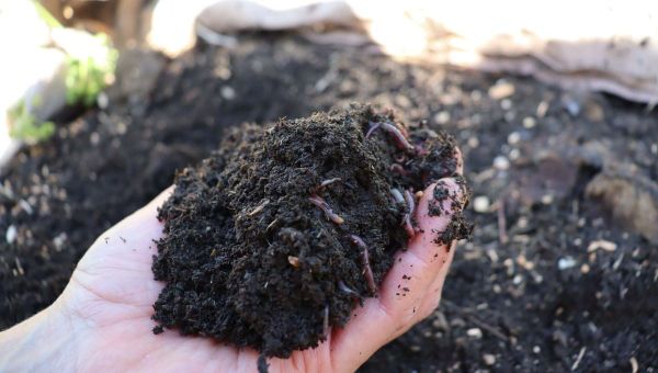 Cheat's Compost