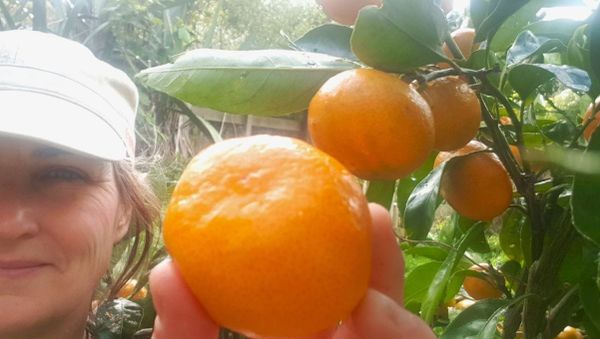 How (+ When) to Prune Citrus