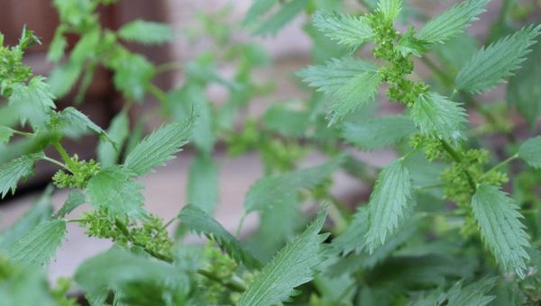 How to Make Fermented Nettle Tea