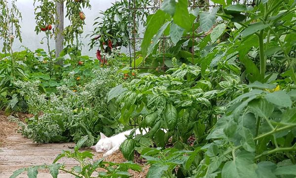 How to Grow Basil