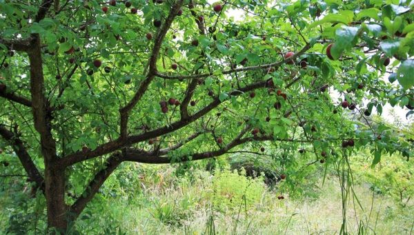How to Summer Prune Stonefruit