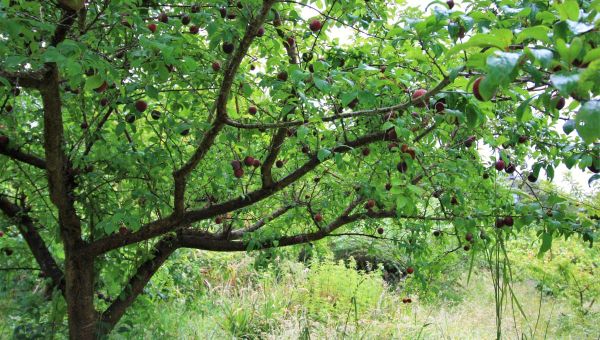 tamaki-plum-shows-well-spaced-scaffold-branches-edible-backyard-nz