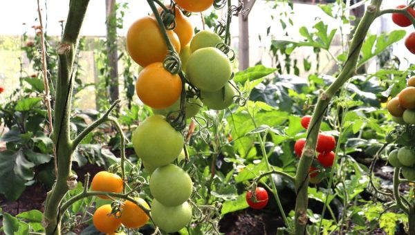 How to Prune + Train Tomatoes, Peppers + Aubergines